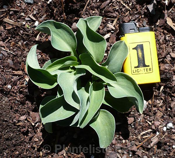 Hosta 'Blue Mouse Ears' - Click for next image