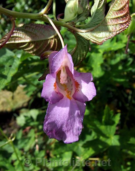 Impatiens arguta - Click for next image