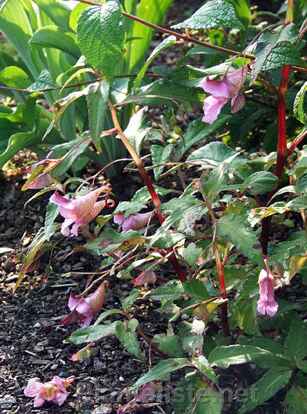 Impatiens sp. 