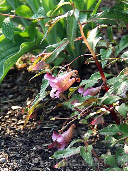 Impatiens sp. 