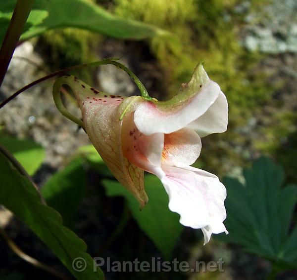 Impatiens "oxyanthera" 'Milo' - Click for next image