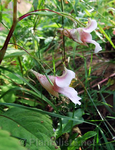 Impatiens sp. 'Milo' - Click for next image