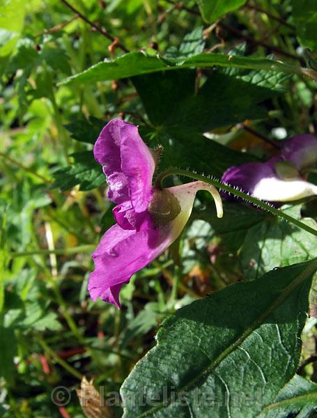 Impatiens puberula - Click for next image