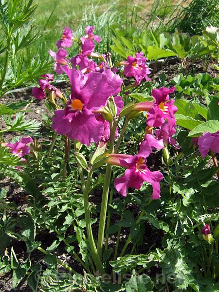 Incarvillea zhongdianensis - Click for next image