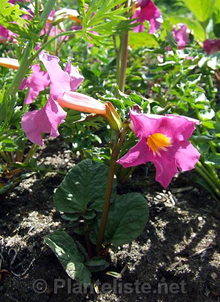 Incarvillea younghusbandii - Click for next image