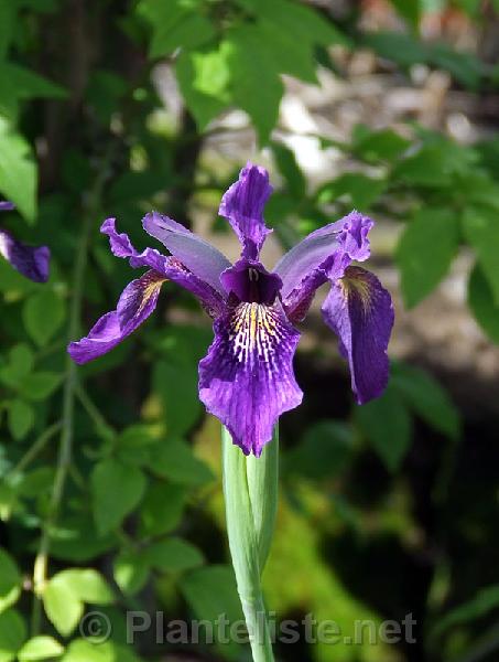 Iris bulleyana - Click for next image