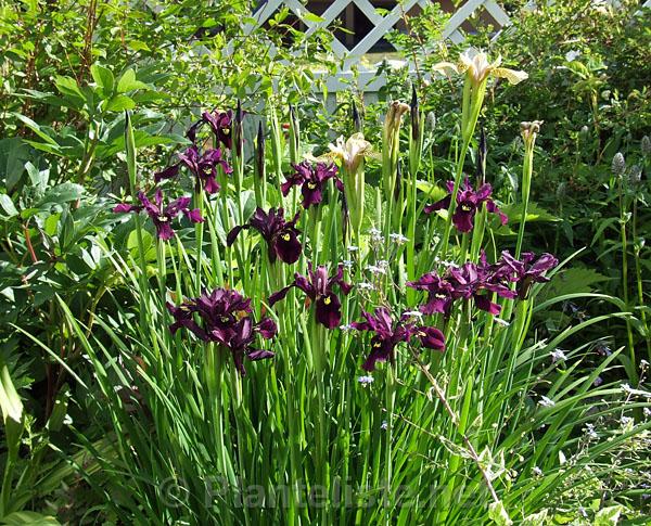 Iris chrysographes 'Rubella' - Click for next image