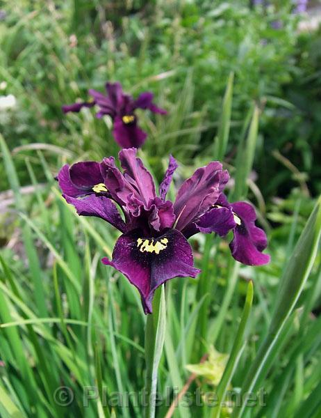 Iris chrysographes 'Rubella' - Click for next image