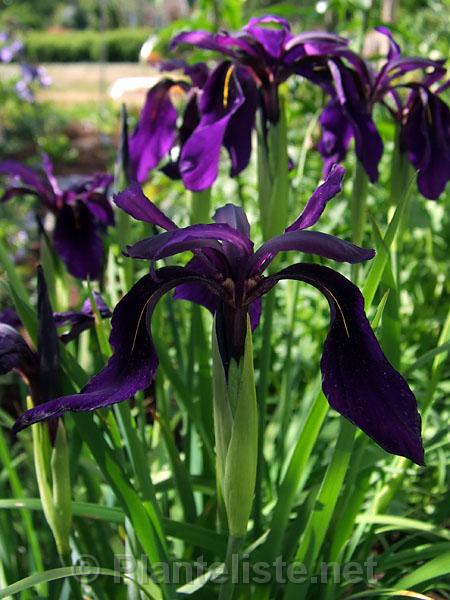 Iris chrysographes 'Stjerneskudd' - Click for next image
