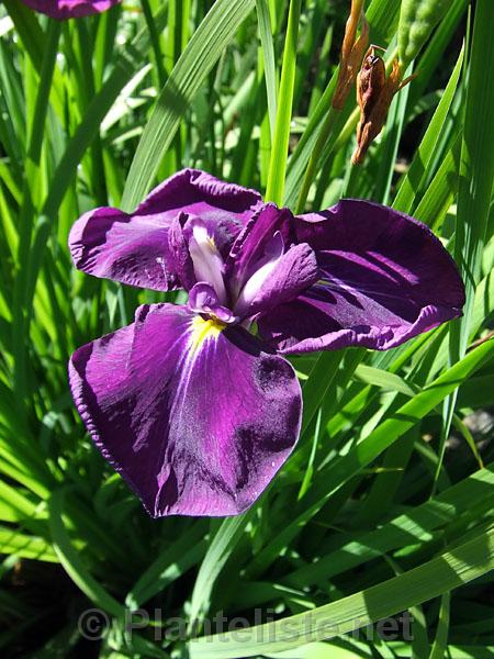 Iris ensata cv. - Click for next image