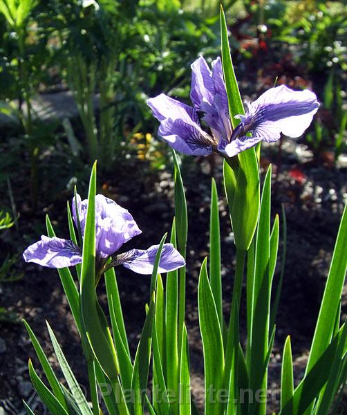 Iris hookeri 'Monstrosa' - Click for next image