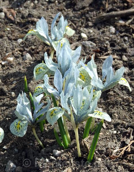 Iris 'Katharine Hodgkin' - Click for next image
