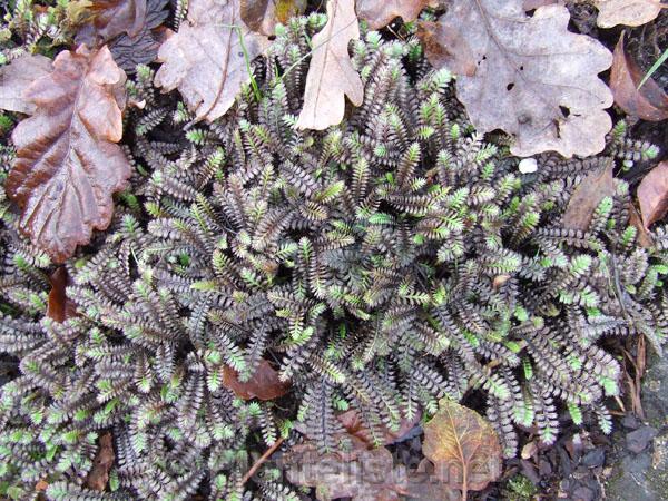 Leptinella potentillina - Click for next image