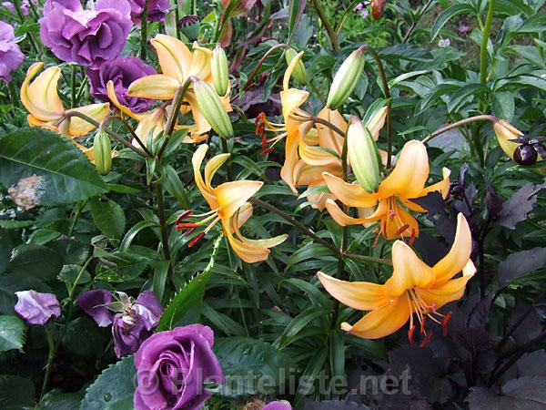 Lilium 'Ambrosia' - Click for next image