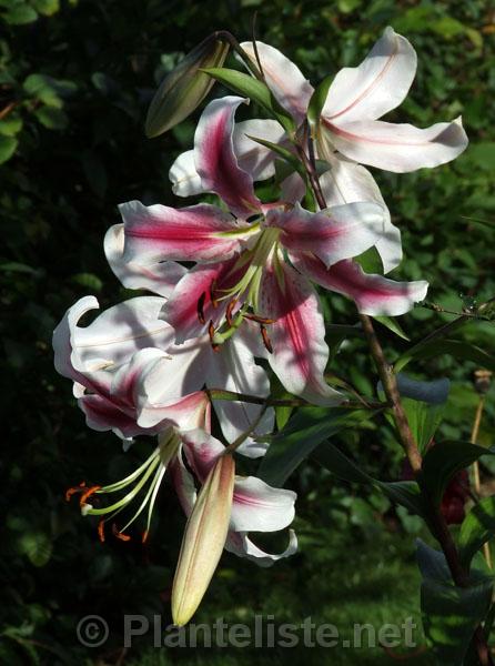 Lilium 'American Dream' - Click for next image
