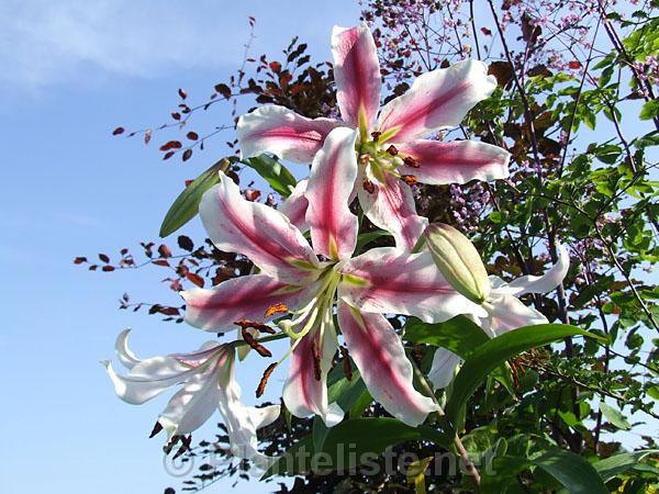 Lilium 'American Dream' - Click for next image