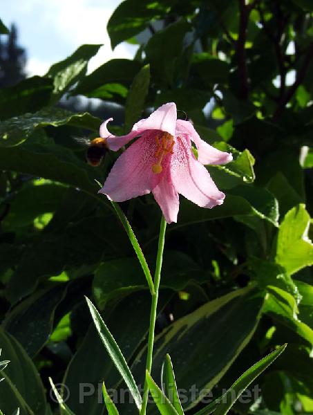 Lilium amoenum - Click for next image