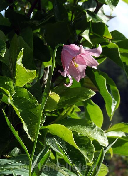 Lilium amoenum - Click for next image