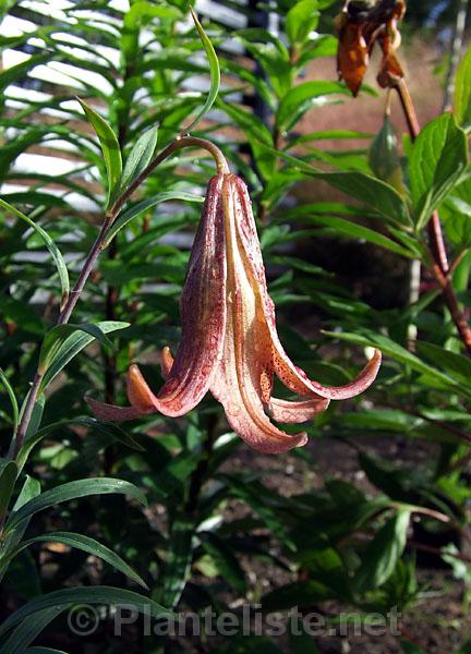 Lilium bakerianum - Click for next image