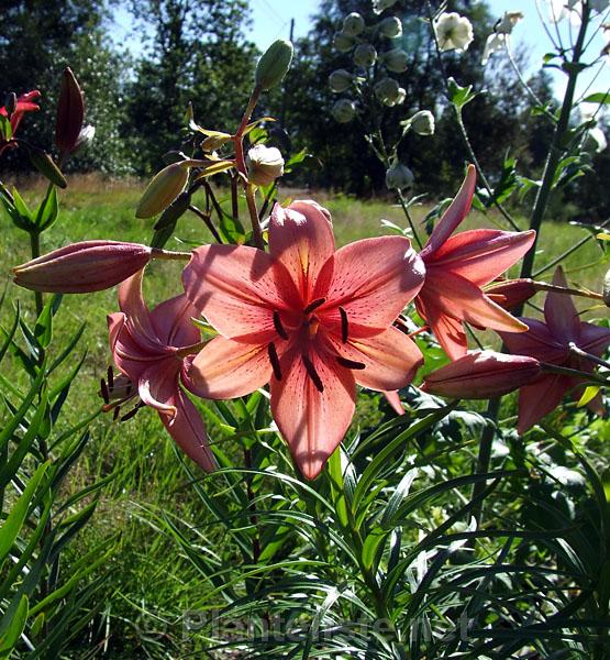 Lilium 'Barber #17' - Click for next image