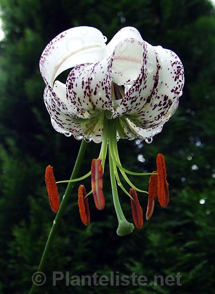 Lilium duchartrei - Click for next image