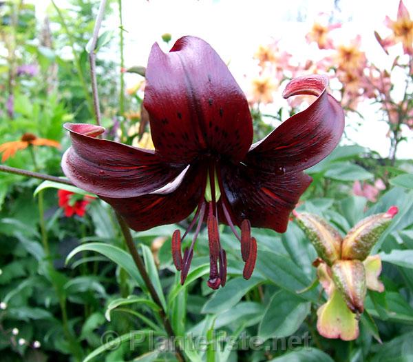Lilium 'Ed Brooman' - Click for next image