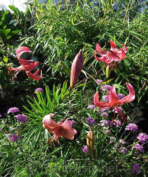 Lilium 'Embarrassment' - Click for next image