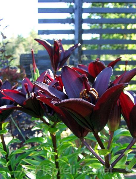 Lilium 'Landini' - Click for next image