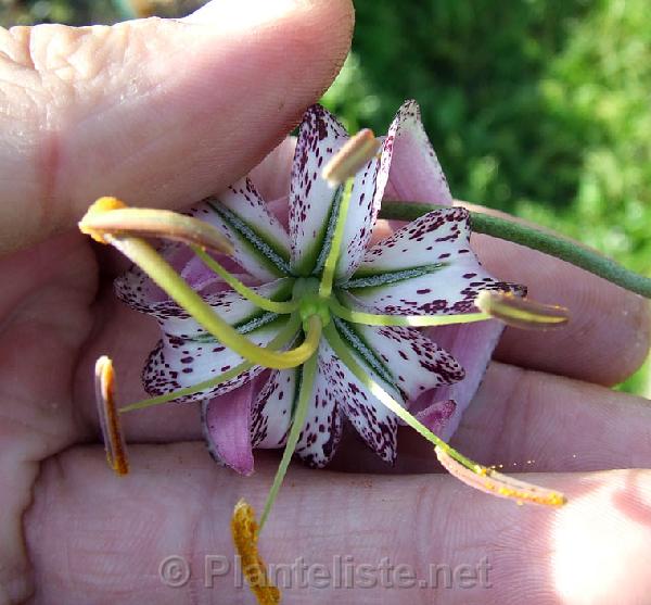 Lilium lankongense - Click for next image