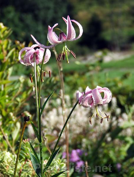 Lilium lankongense - Click for next image