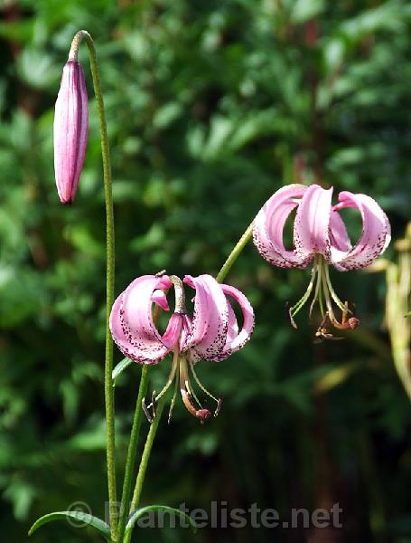 Lilium lankongense - Click for next image