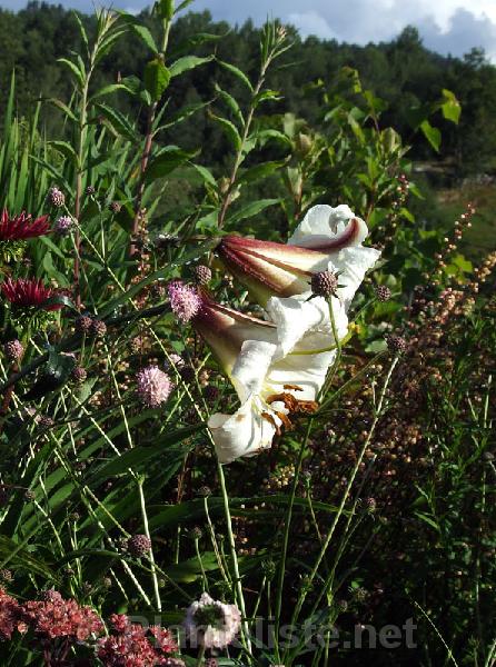 Lilium leucanthum - Click for next image