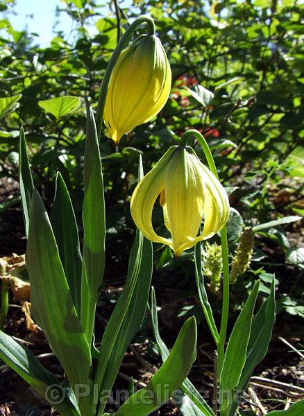 Lilium lophophorum - Click for next image
