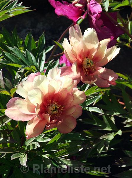 Paeonia 'Julia Rose' - Click for next image