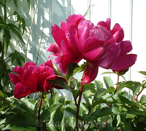 Paeonia lactiflora ex China - Click for next image
