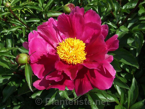 Paeonia lactiflora ex China - Click for next image