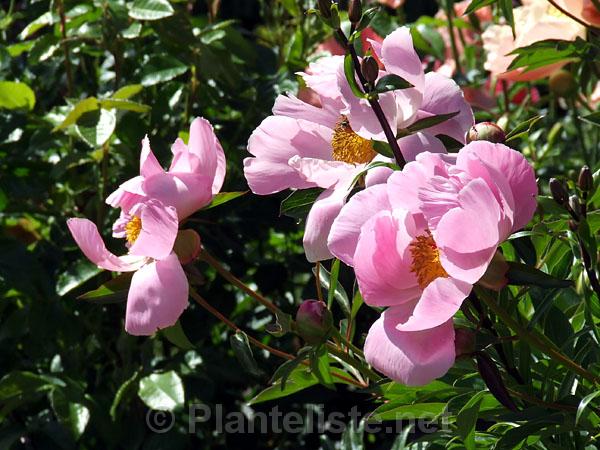 Paeonia 'Little Medicine Man' - Click for next image