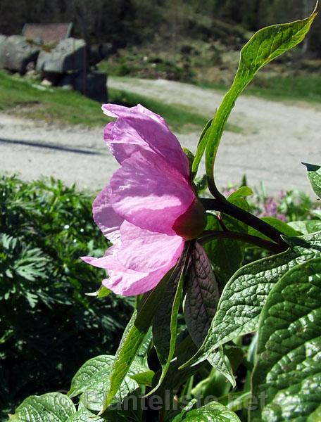 Paeonia mairei - Click for next image