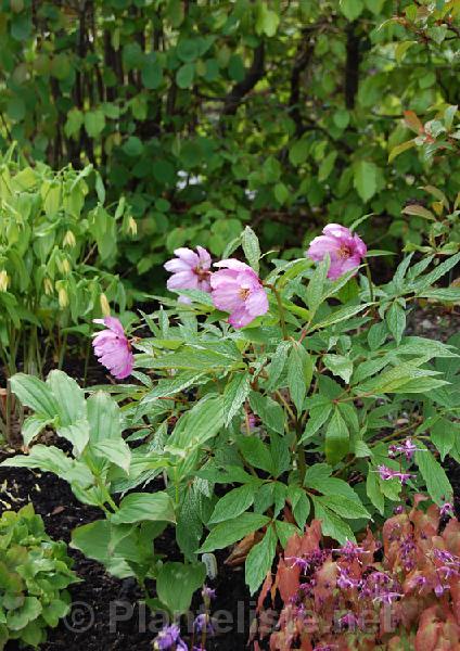 Paeonia mairei - Click for next image
