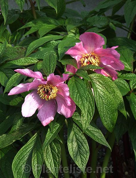 Paeonia mairei - Click for next image