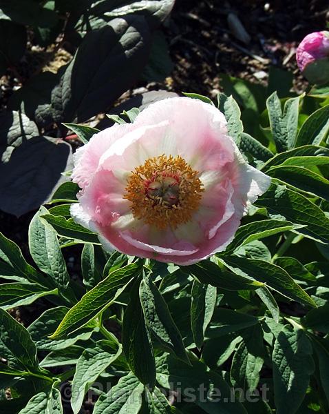 Paeonia mollis, pale - Click for next image