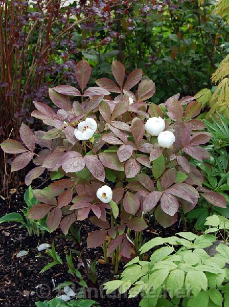 Paeonia obovata - Click for next image
