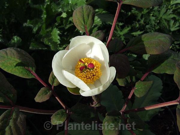 Paeonia obovata ssp. willmottiae - Click for next image