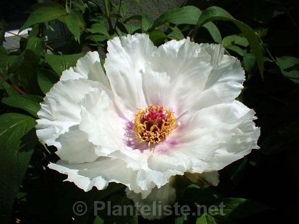 Paeonia ostii - Click for next image