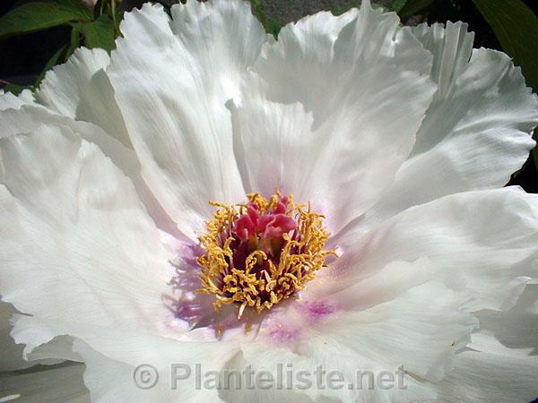 Paeonia ostii - Click for next image