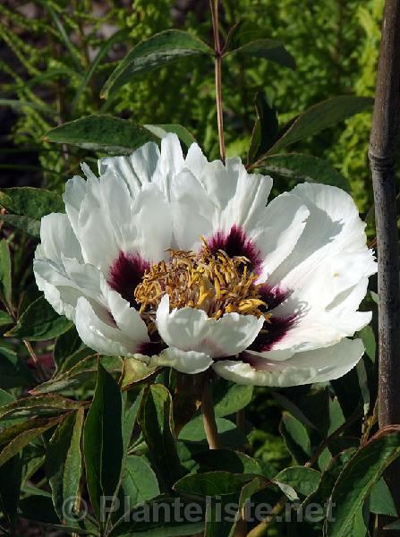 Paeonia x rockii - Click for next image